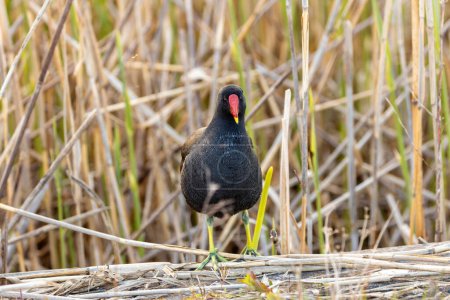 Pájaro negro con pico blanco y parche rojo en la frente. Atraviesa los pantanos de Dublín, cazando plantas e insectos.