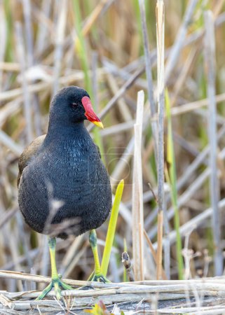 Schwarzer Vogel mit weißem Schnabel und rotem Fleck auf der Stirn. Waten durch Dublins Sümpfe auf der Jagd nach Pflanzen und Insekten.
