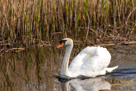 Majestic white swan with orange bill. Glides elegantly on Dublin's ponds & lakes, feeding on aquatic plants.
