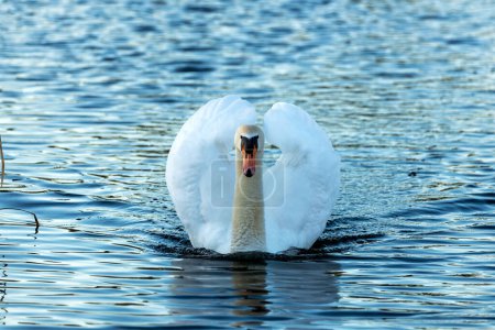Majestic white swan with orange bill. Glides elegantly on Dublin's ponds & lakes, feeding on aquatic plants.