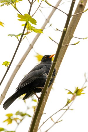 Sleek blackbird with vibrant yellow eye. Renowned for beautiful song, frequents Dublin's parks & gardens.
