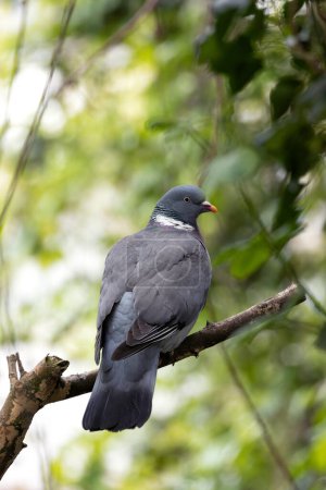 Große, rundliche Taube mit grauem Körper und irisierendem Hals. Versammlungen in Dublins Parks, Schlemmen von Samen und Beeren.