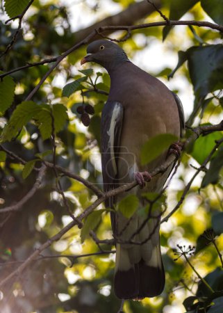 Grand pigeon dodu au corps gris et au cou irisé. Se réunit dans les parcs de Dublin, se régalant de graines et de baies.
