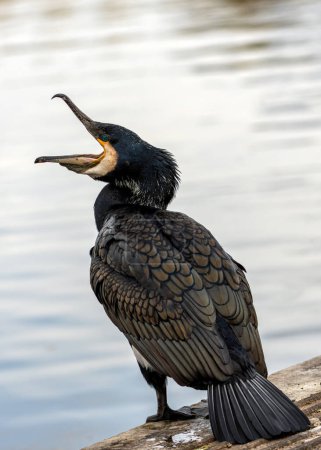 Foto de Pájaro acuático grande y negro con pico enganchado. Buceo para peces en las aguas costeras y ríos de Dublín. - Imagen libre de derechos