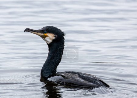 Foto de Pájaro acuático grande y negro con pico enganchado. Buceo para peces en las aguas costeras y ríos de Dublín. - Imagen libre de derechos