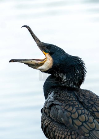 Großer, schwarzer Wasservogel mit Hakenschnabel. Tauchgänge für Fische in Dublins Küstengewässern & Flüssen. 