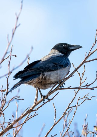 Corbeau noir avec capuche grise distinctive. Très intelligents, les fourrages dans les parcs et les côtes de Dublin.