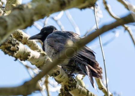 Corbeau noir avec capuche grise distinctive. Très intelligents, les fourrages dans les parcs et les côtes de Dublin.