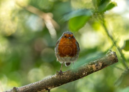 Téléchargez les photos : Oiseau chanteur joyeux avec poitrine rouge vif et comportement amical. Commun dans les jardins de Dublin, aime les vers et les baies. - en image libre de droit