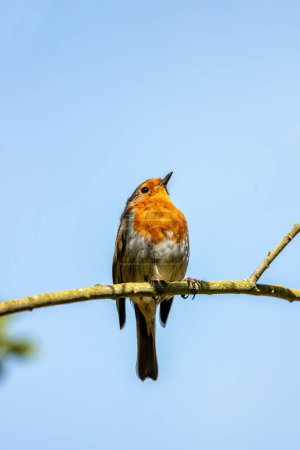 Cheerful songbird with vibrant red breast & friendly demeanor. Common in Dublin's gardens, enjoys worms & berries.