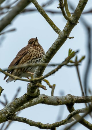 Thrush with brown spotted back & rich song. Found in Dublin's woodlands, feasts on worms & berries. 
