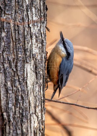 Oiseau chanteur compact avec dos bleu-gris et patch rouillé. Expert grimpeur, trouve des noix & insectes dans les arbres de Prague.