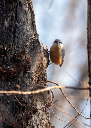 Kompakter Singvogel mit blaugrauem Rücken und rostigem Fleck. Erfahrener Bergsteiger findet Nüsse & Insekten in Prager Bäumen.