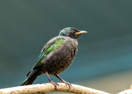 Dazzling starling with iridescent green plumage & purple sheen. Thrives in woodlands & savannas of West Africa.