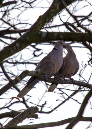 Schlanke Taube mit grauem Gefieder und schwarzem Halsband. Weich duftet, besucht Dublins Parks & Gärten. 
