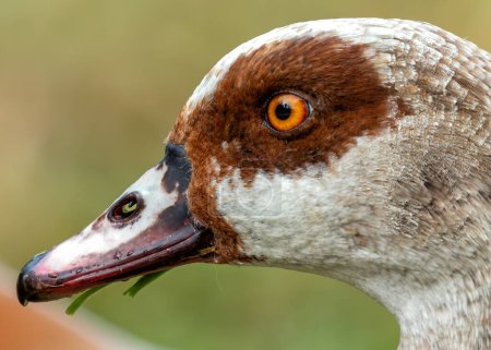 Elegant goose with rich brown body, white belly & distinctive knob on orange beak. Grazes on plants in parks worldwide, once revered in the Nile Valley. 