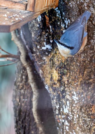 Kompakter Singvogel mit blaugrauem Rücken und rostigem Fleck. Erfahrener Bergsteiger findet Nüsse & Insekten in Prager Bäumen.