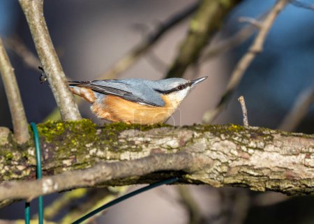 Pájaro cantor compacto con espalda azul-gris y parche oxidado. Experto escalador, encuentra nueces e insectos en los árboles de Praga.