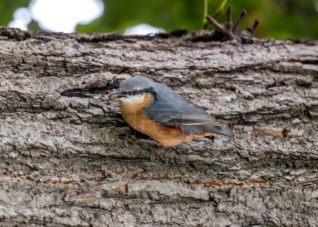 Pájaro cantor compacto con espalda azul-gris y parche oxidado. Experto escalador, encuentra nueces e insectos en los árboles de Praga.