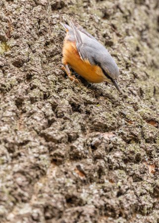 Oiseau chanteur compact avec dos bleu-gris et patch rouillé. Expert grimpeur, trouve des noix & insectes dans les arbres de Prague.