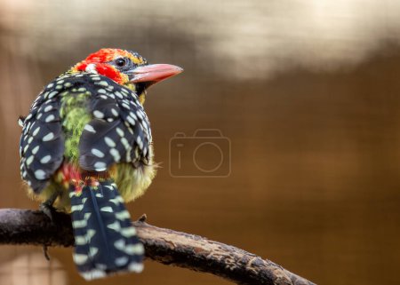 Striking barbet with red head, yellow chest, and black markings. Found in woodlands and savannas of Sub-Saharan Africa.