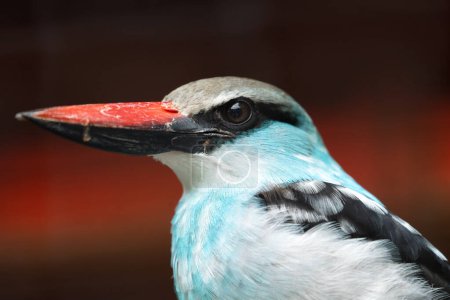 Lebendiger Eisvogel mit hellblauer Brust und orangefarbenem Schnabel. Tauchgänge nach Fischen in Flüssen und Bächen in Asien, Afrika und Europa. 