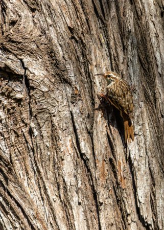 Winziger brauner Vogel mit gebogenem Schnabel. Baumstämme in Parks & Gärten von Lloret de Mar nach Insekten absuchen.