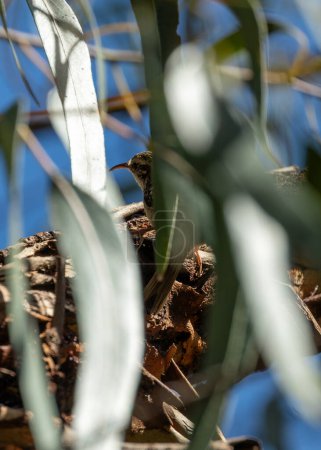 Winziger brauner Vogel mit gebogenem Schnabel. Baumstämme in Parks & Gärten von Lloret de Mar nach Insekten absuchen.