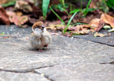 Small brown sparrow with black bib & chestnut cap. Thrives in London's parks, feasting on seeds & insects.