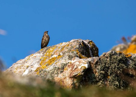 Zarter brauner Vogel mit langen Beinen, der häufig an felsigen Ufern des Ireland 's Eye auf Insektenjagd geht. 