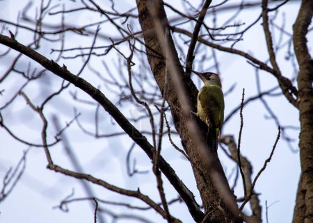 Smaragdgrüner Vogel mit rotem Kopf und langem Schnabel. Bohrer für Insekten in Wäldern in ganz Europa und im gemäßigten Asien. 