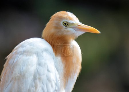 Eleganter weißer Vogel mit gelbem Schnabel und schlanken Beinen. Es folgen Weidetiere, die Insekten jagen, die aus dem Gras gespült werden. In warmen Regionen weltweit gefunden. 