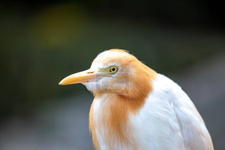 Elegant white bird with yellow bill & slender legs. Follows grazing animals, hunting insects flushed from the grass. Found in warm regions worldwide. 