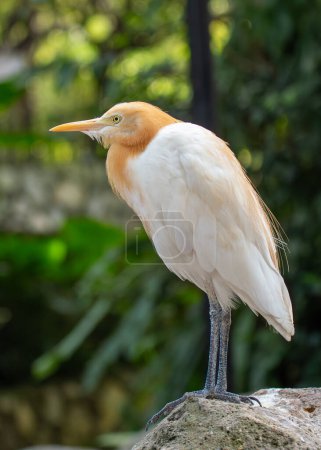 Elegant white bird with yellow bill & slender legs. Follows grazing animals, hunting insects flushed from the grass. Found in warm regions worldwide. 