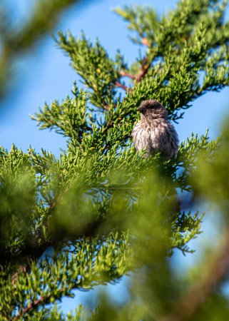 Kräftiger roter Kopf & Brustkontrast mit braun gestreiftem Rücken. Ein vertrauter Anblick, dieser Singvogel genießt Samen & Insekten in Kaliforniens Hinterhöfen & Gärten. (