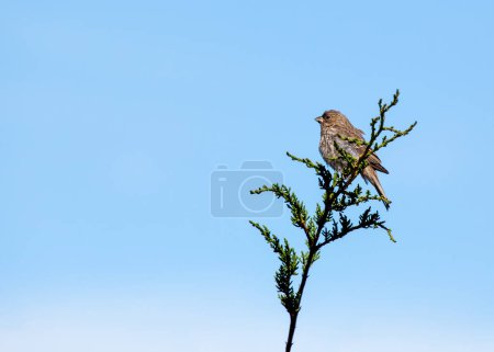 Kräftiger roter Kopf & Brustkontrast mit braun gestreiftem Rücken. Ein vertrauter Anblick, dieser Singvogel genießt Samen & Insekten in Kaliforniens Hinterhöfen & Gärten. (