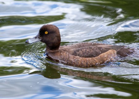Brown duck with white bill patch, dives for plants & aquatic life in freshwater habitats across Europe & Asia. 