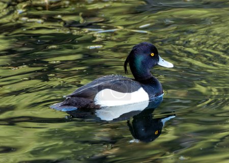 Drake éblouissant avec un plumage noir et blanc et une touffe de tête distinctive. Trouvé sur les lacs, rivières et côtes d'eau douce à travers l'Europe et l'Asie. 