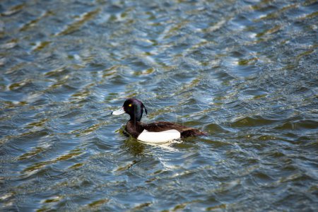 Dazzling drake with black & white plumage and a distinctive head tuft. Found on freshwater lakes, rivers, and coasts across Europe and Asia. 