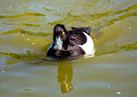 Dazzling drake with black & white plumage and a distinctive head tuft. Found on freshwater lakes, rivers, and coasts across Europe and Asia. 