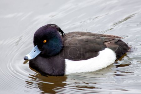 Drake éblouissant avec un plumage noir et blanc et une touffe de tête distinctive. Trouvé sur les lacs, rivières et côtes d'eau douce à travers l'Europe et l'Asie. 