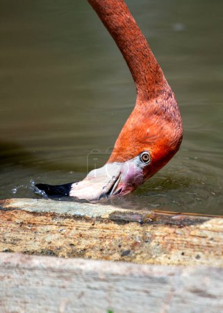 Oiseau échassier rose avec long cou et bec courbé. Se nourrit de crevettes dans les lacs et lagunes peu profonds d'Amérique du Nord et du Sud.