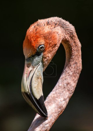 Tall pink wading bird with long neck & curved beak. Feeds on shrimp in shallow lakes & lagoons of North & South America.