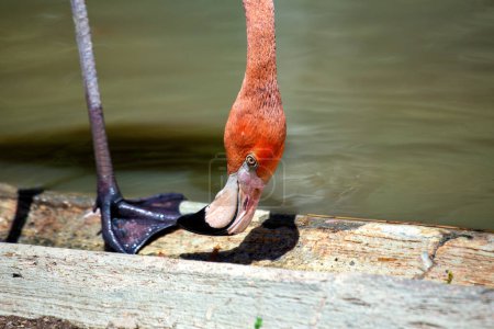 Tall pink wading bird with long neck & curved beak. Feeds on shrimp in shallow lakes & lagoons of North & South America.