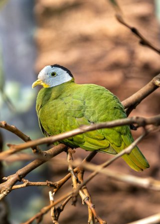 Green fruit dove with vibrant red undertail & black nape patch. Found in rainforests and open woodlands of Southeast Asia, feasting on fruits and figs.