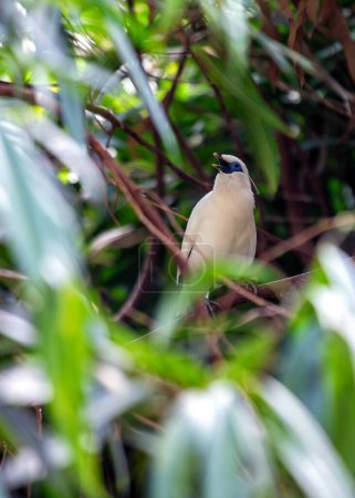 Impresionante estornino con plumaje blanco y parche facial azul brillante. Una vez muy extendido en Bali, ahora en peligro crítico debido a la pérdida de hábitat. 
