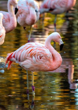 Elegante flamenco rosa con patas amarillas y pico negro. Wades en lagos poco profundos de los Andes, alimentándose de algas y pequeños crustáceos.