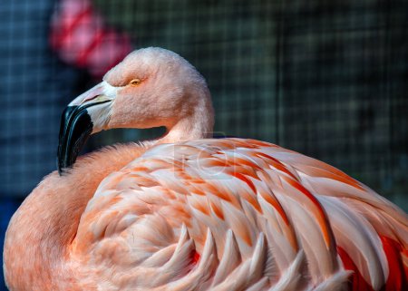 Eleganter rosafarbener Flamingo mit gelben Beinen und schwarzem Schnabel. Watvögel in flachen Seen der Anden ernähren sich von Algen und winzigen Krebstieren.