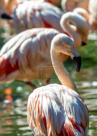 Eleganter rosafarbener Flamingo mit gelben Beinen und schwarzem Schnabel. Watvögel in flachen Seen der Anden ernähren sich von Algen und winzigen Krebstieren.