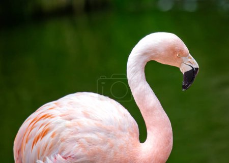 Elegant pink flamingo with yellow legs & black bill. Wades in shallow lakes of the Andes mountains, feeding on algae and tiny crustaceans.